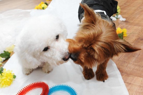 美女子为两爱犬举办奉子成婚豪华婚礼