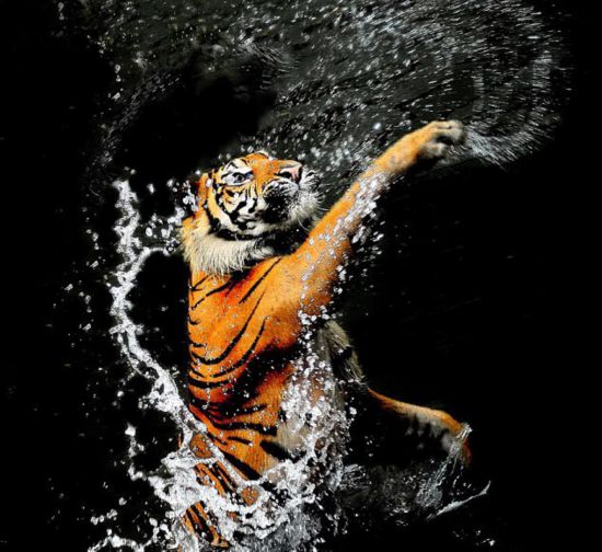 印尼动物园老虎游泳冲凉大爪划水像模像样组图