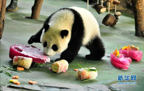 Yuan Zai, the first Taiwan-born panda, is enjoying her first birthday cake, as she celebrates her first birthday at the Taipei City Zoo. 