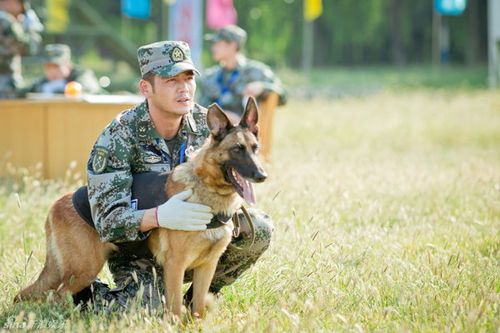 神犬奇兵电视剧