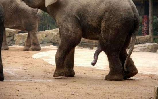 揭秘野生动物性行为:大象生殖器像第五条腿(