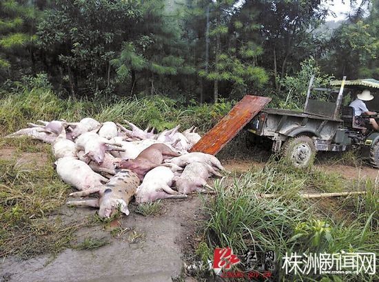 遍地猪耳朵(图【善后 死猪已进行无害化填埋处理保险公