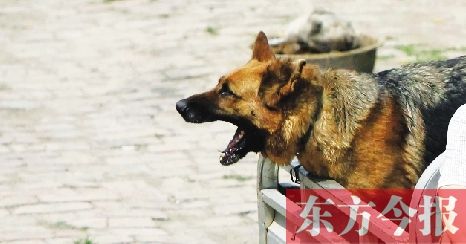 天热犬躁 郑州一天60多人注射狂犬疫苗