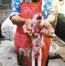 母猪生出8条腿小猪 专家疑是基因突变