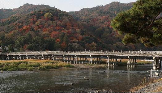 京都嵯峨野竹林地球最美的小树林之一组图4