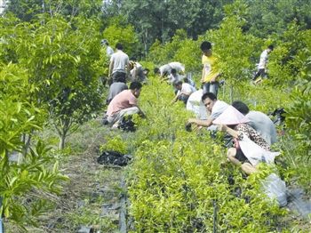 8月15日上午，村民正在林科院中心苗圃里挑选种苗。