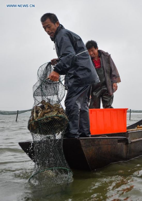 **CHINA-JIANGSU-FISHERY-YANGCHENG LAKE-CHINESE MITTEN CRAB-HARVEST (CN)