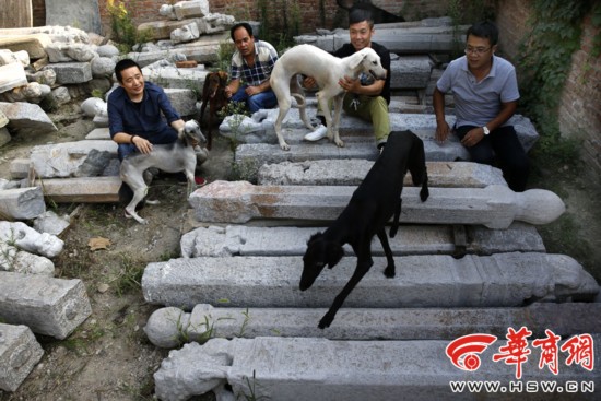 陕西细狗:秦朝就有细狗撵兔 属珍稀犬种差点灭