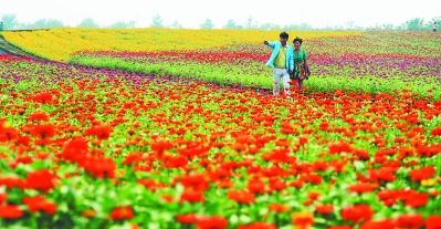 牛角大圩四季花海迎客来