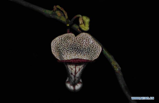 Photo released by VNA on Oct. 9, 2014 shows the flower of a new plant species in the Aristolochiaceae family recently discovered in Xuan Lien Nature Reserve in Thanh Hoa province, Vietnam. The new species, Aristolochia Xuanlienensis, named after the place where it was found, has not yet been found anywhere else in the world.(Xinhua/VNA) 