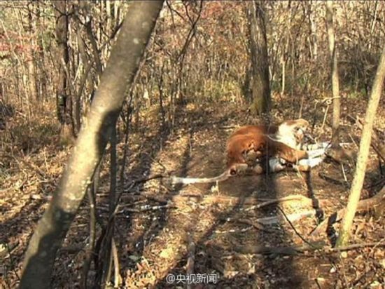 中国内陆首次拍到野生东北虎视频(组图)