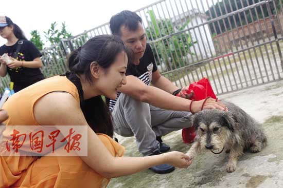 南宁市养犬管理条例修订 违规养狗犬只或被扣押