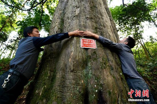 贵州岑巩现两千年树龄亚洲最大红豆杉(图)- Mi