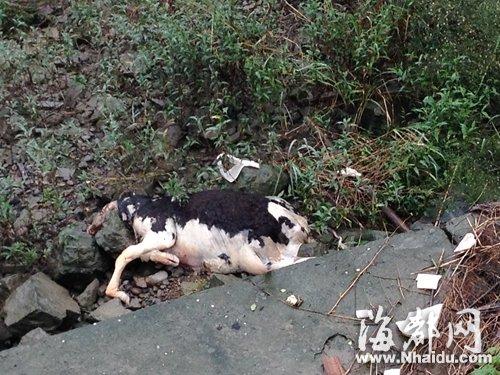 福州鳌峰大桥东侧江滩现死牛 腐臭味熏跑市民