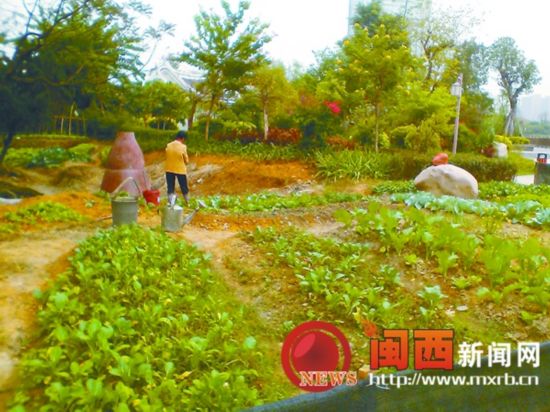 龙岩石锣鼓湿地公园绿地成私家菜地 美景被打