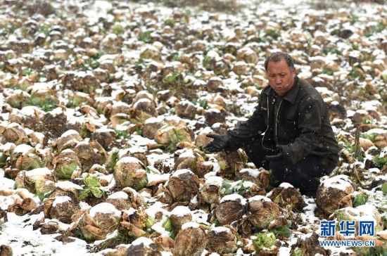 在晋中市寿阳县平头镇韩沟村,菜农韩铁林看着雪地里被冻坏的茴子