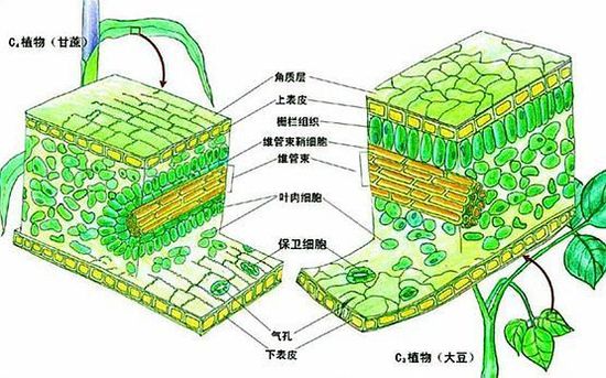 揭秘《星际穿越》中玉米何以成为"末日作物"【2】