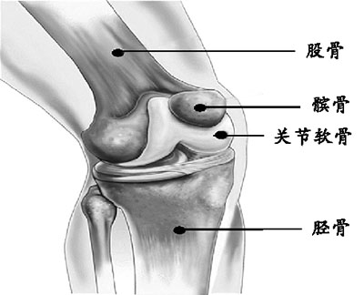 骨关节病根在软骨吃西兰卷心菜花可保养软骨【2】健康卫生频道