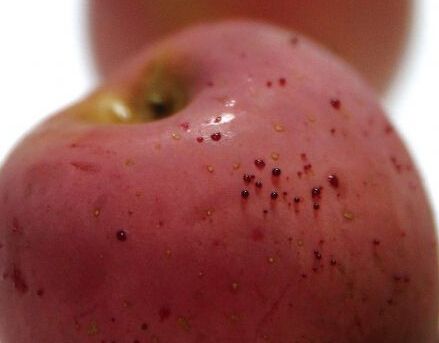 红扑扑的苹果,用热水烫洗过后,居然渗出了点点滴滴的红色液体