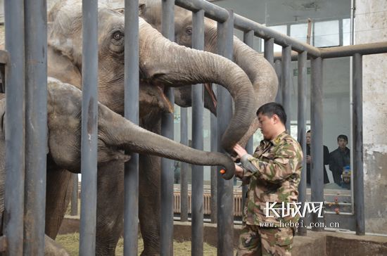 暖气浴霸热水澡 石家庄动物园动物惬意 猫冬