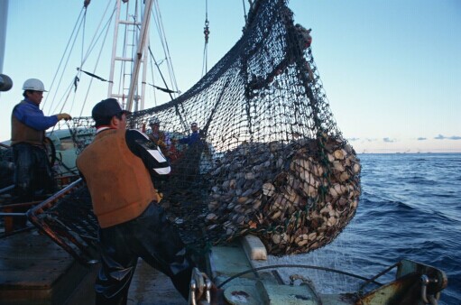 油價下跌后，日本漁民去近海捕魚積極性大增，因為賣魚的收益終於能彌補油費。