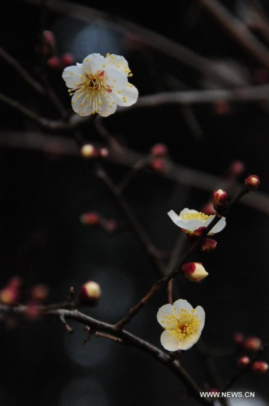 CHINA-ZHEJIANG-PLUM BLOSSOM (CN)