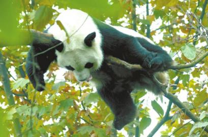 犬瘟热夺命四只大熊猫 四川暂停熊猫近距离接触项目--时政--人民网