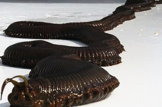 章鱼人蝙蝠鱼 你绝对没见过的全球最恐怖动物