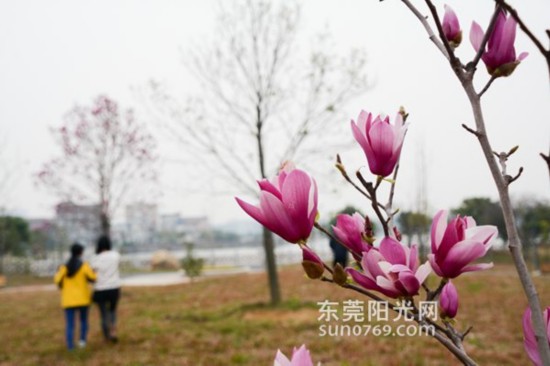 石排:木兰花、樱花盛开 成市民赏花游新景点