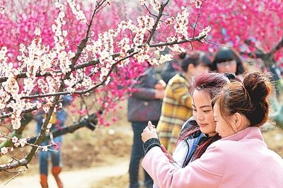 遂平县嵖岈山温泉小镇--梅花绽放