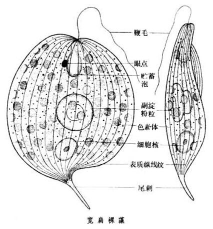 因为眼虫同时具有动物与植物两种特性