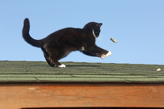 小猫与老鼠房顶嬉戏上演真实版《猫和老鼠》