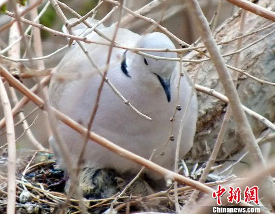 陕西频道 图片中心      灰斑鸠繁殖期为4～8月,一年繁殖2窝.