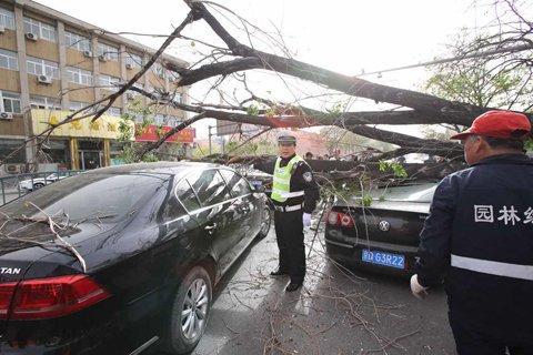 北京市路政局:为防止砸车今年拔7500棵老杨树