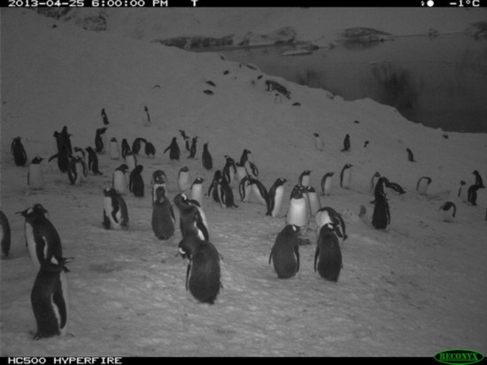 企鵝的秘密生活：拉屎融化冰雪方便交配