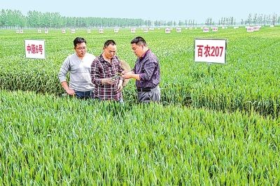 人口田_福建漳州市龙文区蓝田镇东屿村照片(3)