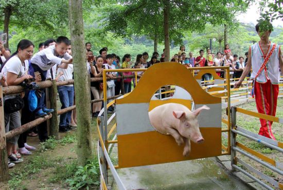 组图:广东一景区让猪表演跳水和跨栏