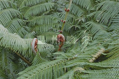 苍南现植物 "活化石"它叫白桫椤属笔筒树