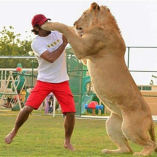 中东土豪养狮子