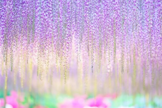日本144岁紫藤花开 如紫色瀑布（组图）