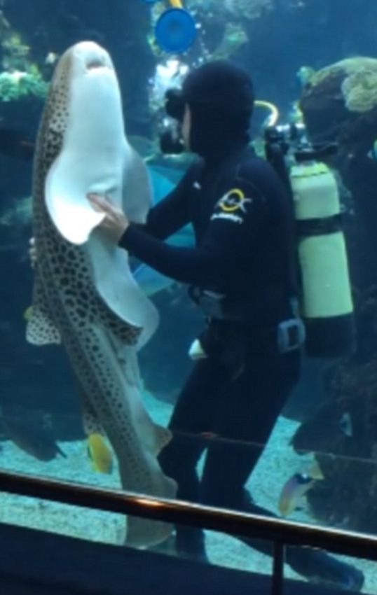 法国水族馆豹纹鲨卖萌求挠痒视频走红