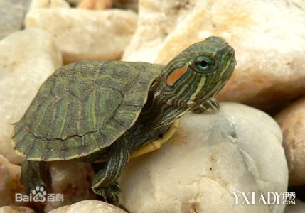 乌龟死在家里是吉是凶