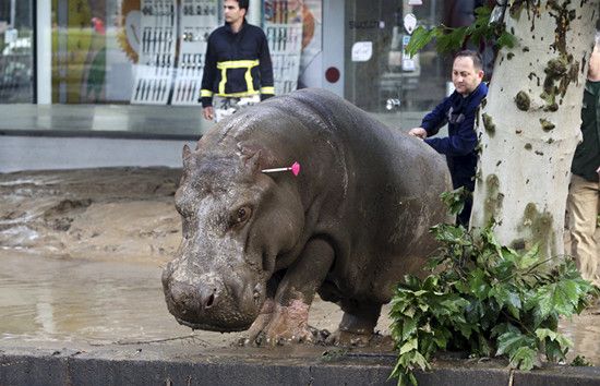 格鲁吉亚暴雨致7人死亡 老虎狮子等从动物园逃出