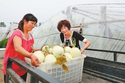 滑县八里营乡农民种植的16亩白玉甜瓜喜获丰