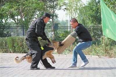 警犬实战演练