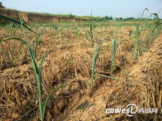 陕西伏旱天气持续 省防总将适时开展人工增雨