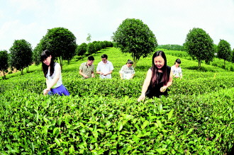 游客在凤冈县茶海之心景区体验采茶