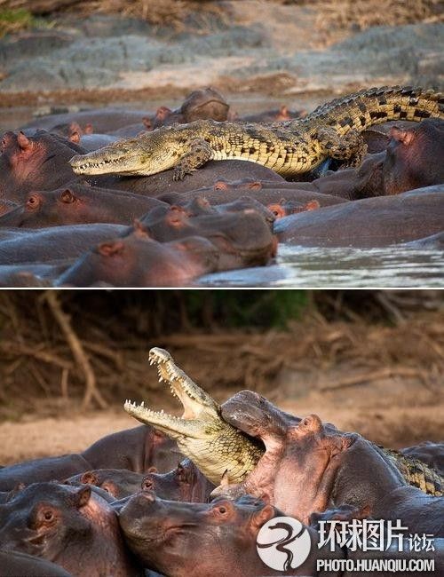 动物大战:鳄鱼与众河马较量后被杀瞬间