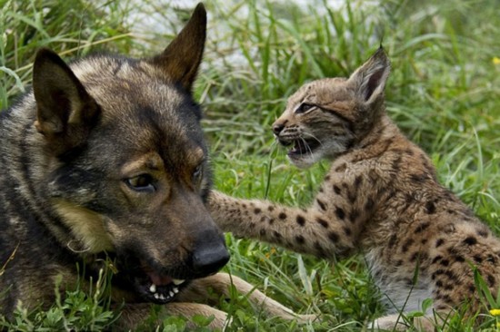 斯洛文尼亚牧羊犬和野山猫成为好朋友 据英国《每日邮报》2012年