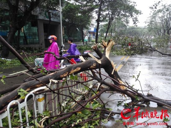 强台风“彩虹”袭击湛江霞山实验中学校园内大雕像倒毁--图片频道--人民网